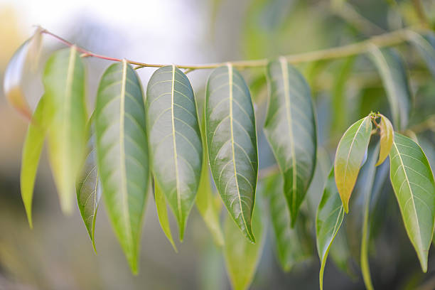 Eucalyptus / gum tree leaves stock photo