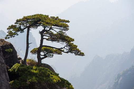 Huangshan Mountain Range - Anhui Province - China. Scenic landscape with steep cliffs and trees during a sunny day