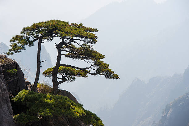 pinheiro árvore na borda do penhasco, montanhas huangshan, na china - huangshan mountains - fotografias e filmes do acervo