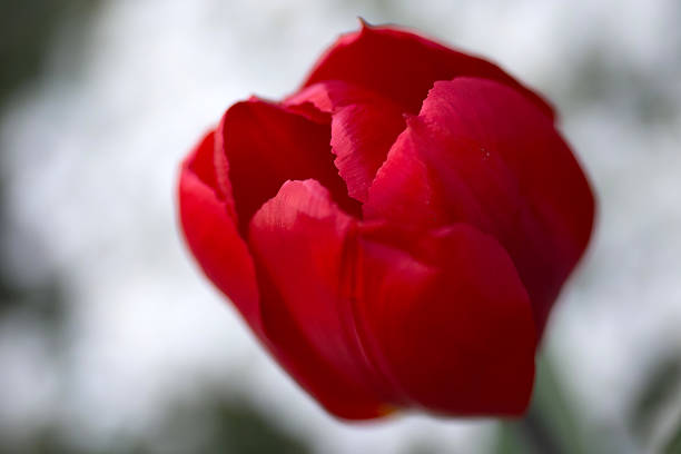 istock Beautiful red tulip closeup 519737802