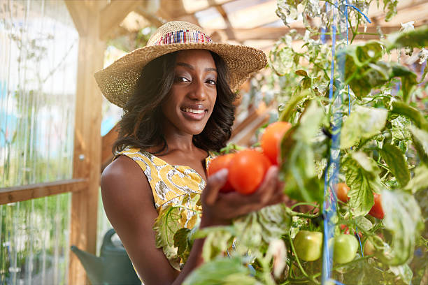 Friendly woman harvesting fresh tomatoes from the greenhouse garden putting