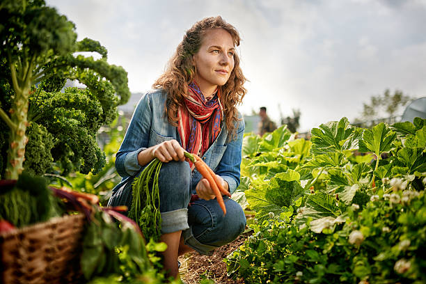 mulher para colher legumes frescos da estufa do jardim na cobertura - agricultural scene - fotografias e filmes do acervo