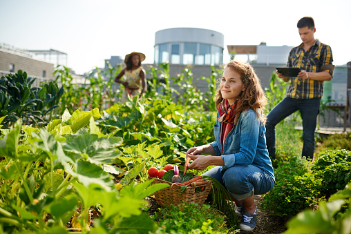 Group of gardeners tending to organic crops and picking up a bountiful basket full of fresh produce from their small business