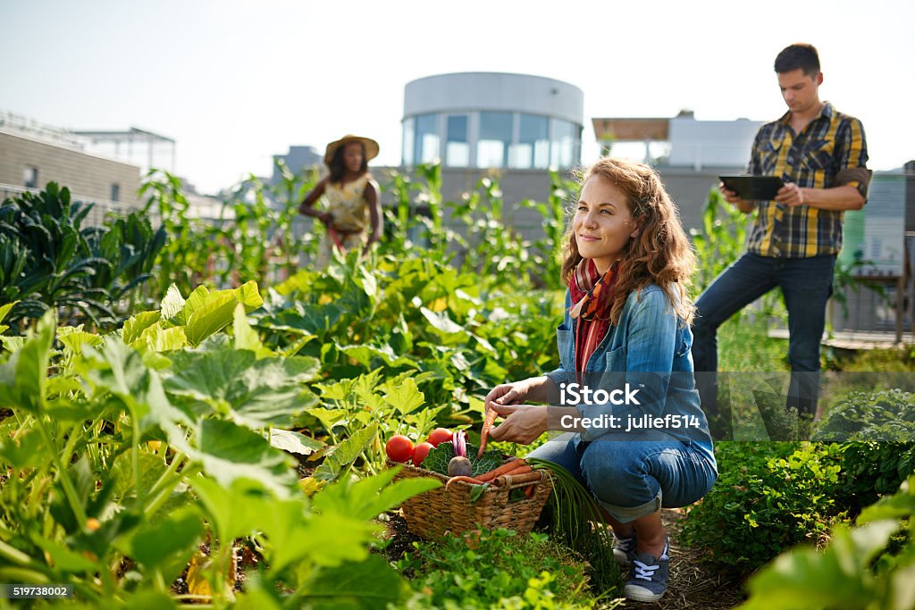 Friendly team harvesting fresh vegetables from the rooftop greenhouse garden Group of gardeners tending to organic crops and picking up a bountiful basket full of fresh produce from their small business City Stock Photo