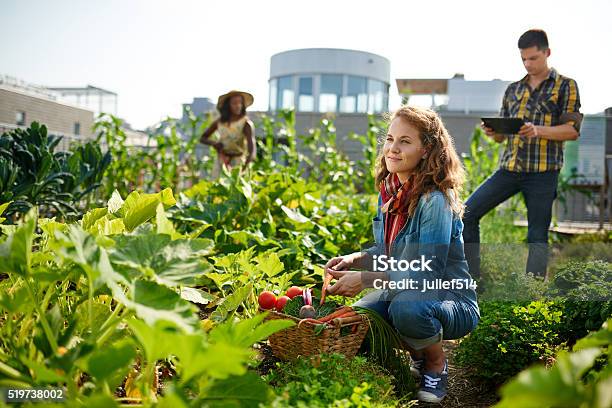 Friendly Team Harvesting Fresh Vegetables From The Rooftop Greenhouse Garden Stock Photo - Download Image Now