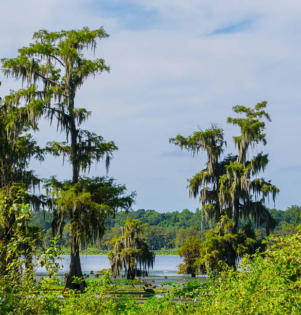 istock Cypress trees in the swamp 519738210