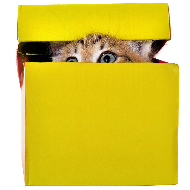 istock Shorthair brindled kitten in a colorful box isolated 519738770