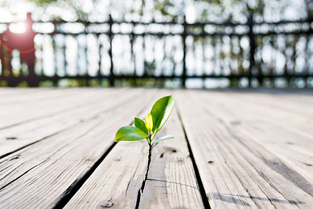 Young plant come from the wooden floor