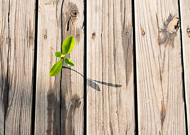 istock Young plant come from the wooden floor 519739488