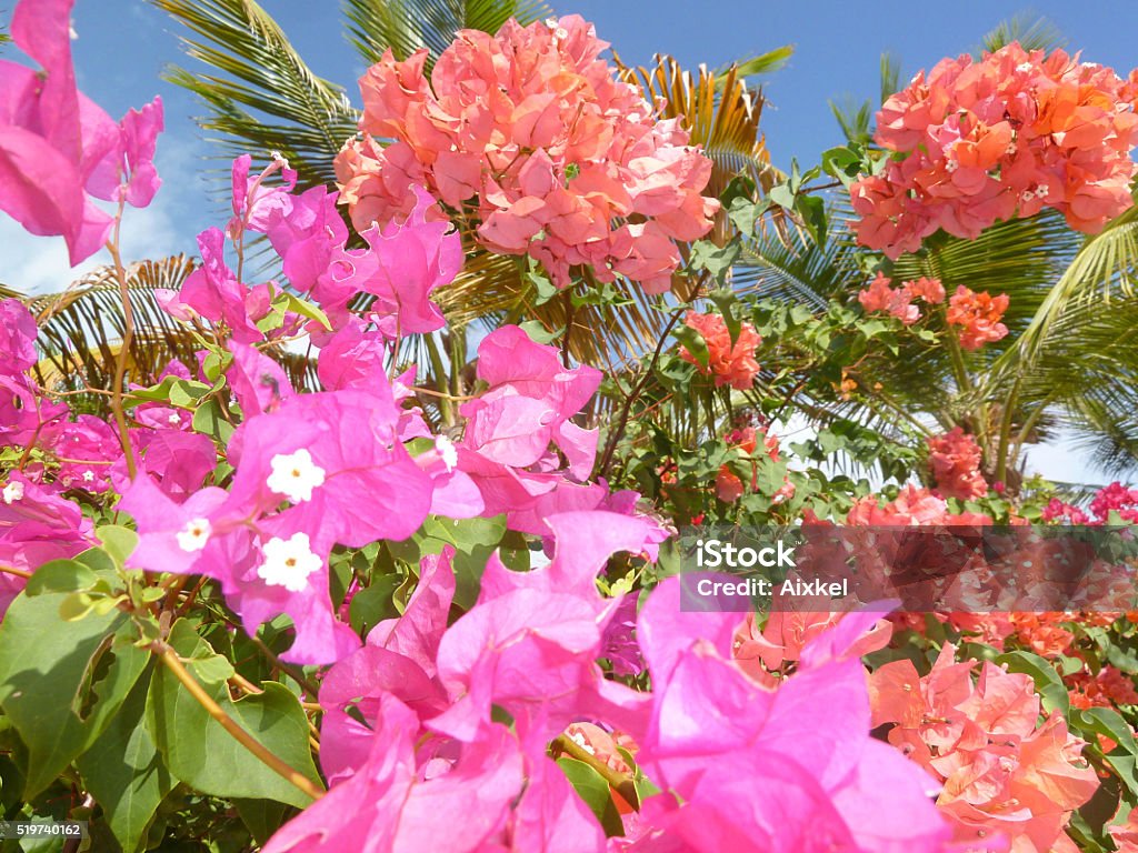 bougainvillea Adult Stock Photo