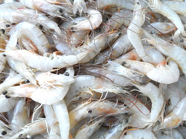 istock Lot of shrimp 519740516