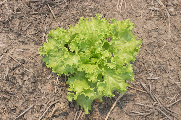 istock Lettuce green beautiful outdoors on a dry soil . 519740652