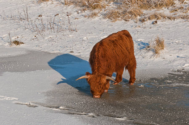 istock Scottish Highlander drinks the last water from the ice. 519745591