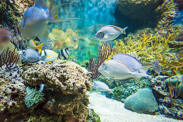 istock powder blue tang and tropical fish in aquarium 519745705