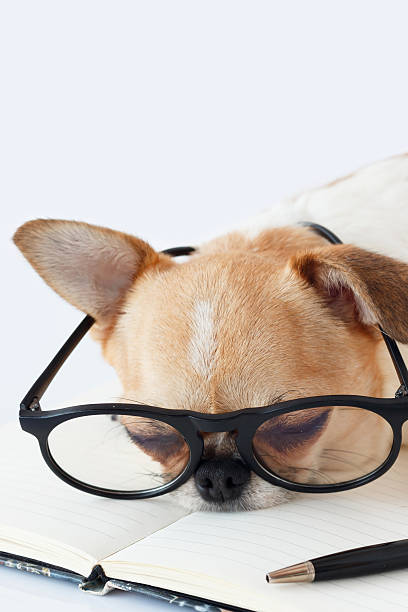 istock Chihuahua Officer dog 519746506