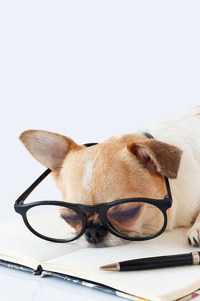 istock Chihuahua Officer dog 519746562