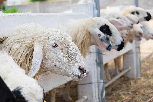 istock Closeup face of sheep in farm 519746746
