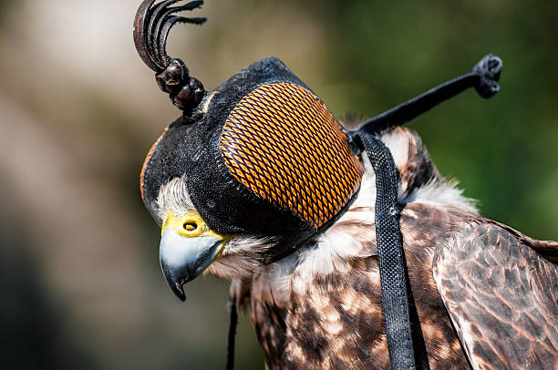 Hooded Falcon bird close up Cloe sup, front view a hooded falcon during an exhibition saker stock pictures, royalty-free photos & images