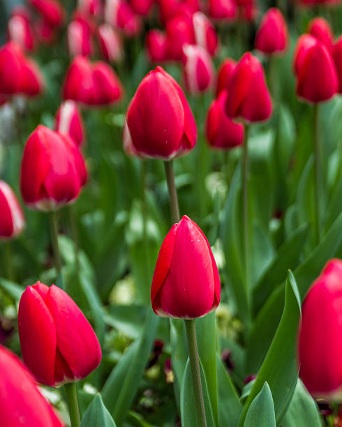 istock Red tulips background. Tulips in spring. 519747444