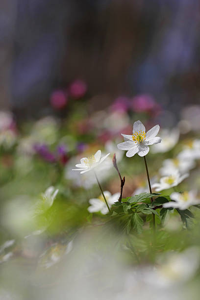 ヤブイチゲ - sweden wildflower wood anemone flower ストックフォトと画像
