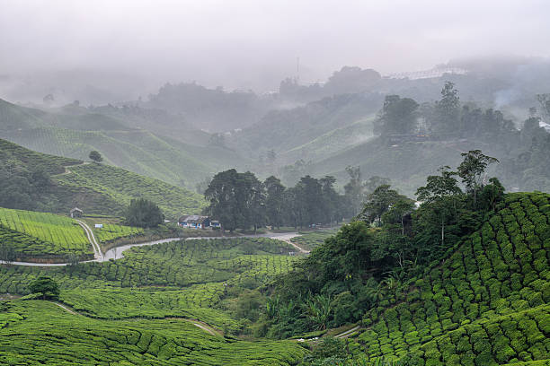 istock Tea Plantations at Cameron Highlands Malaysia. 519747623