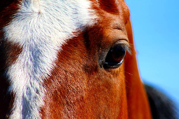 Horse Eye with Blue Sky stock photo