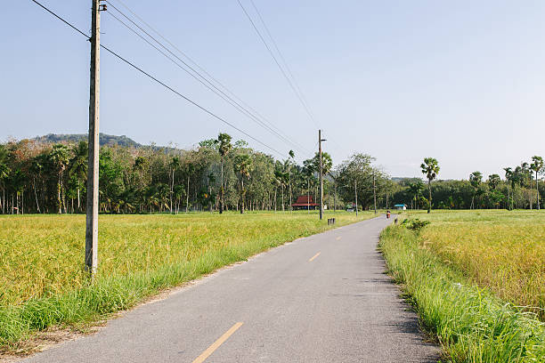 istock The road pass trough green rice field 519747978