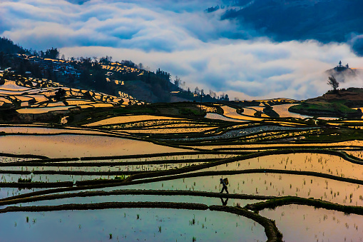 Morning View of China Rice Fields and Peasant walking