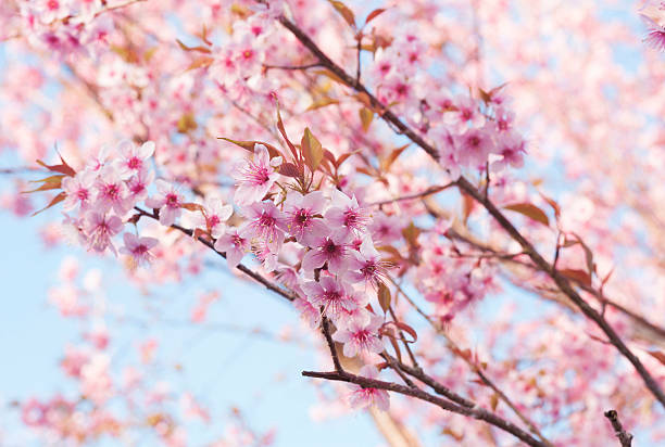 istock Sakura of Thailand 519748103