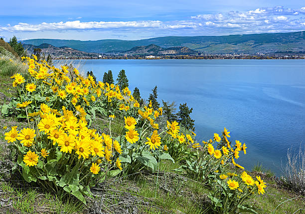 lago okanagan kelowna britânico columbia, no canadá, com balsamroot flores - kelowna okanagan scenics okanagan valley - fotografias e filmes do acervo