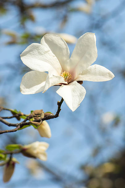 flor de magnolia en la luz del sol - magnolia white single flower flower fotografías e imágenes de stock