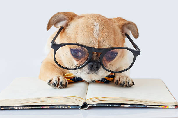 istock Chihuahua Officer dog 519748226