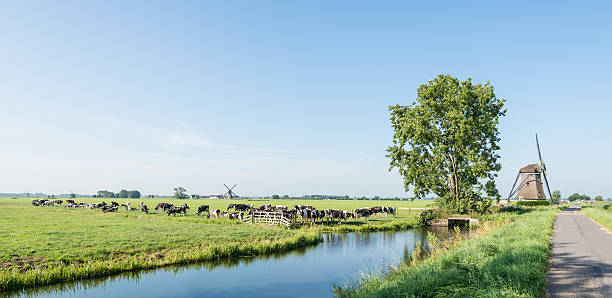 istock Grazing black and white cows in the Netherlands 519748229