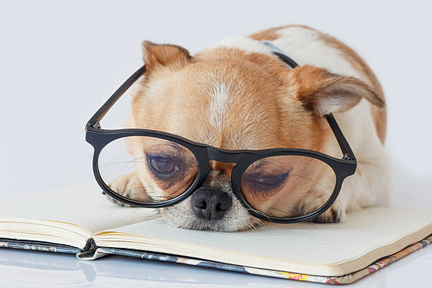 istock Chihuahua Officer dog 519748296