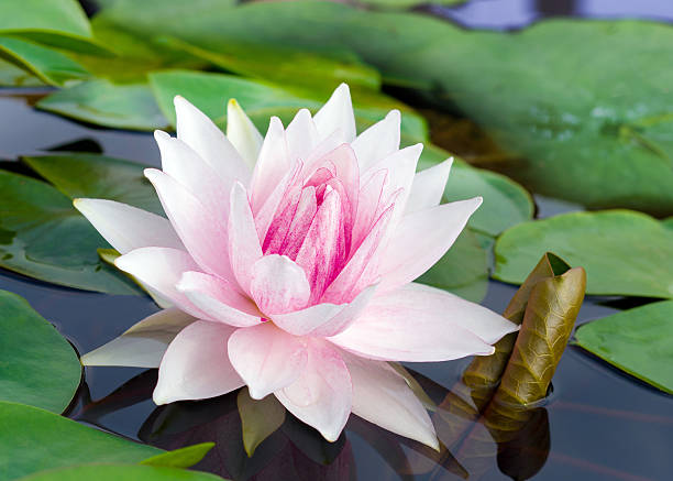 istock close up water lily flower 519748810