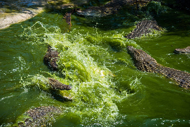crocodilídeos brigando por comida no parque. - crocodile alligator australia animal teeth imagens e fotografias de stock