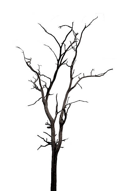 istock Dead and dry tree,Art nature. 519749544
