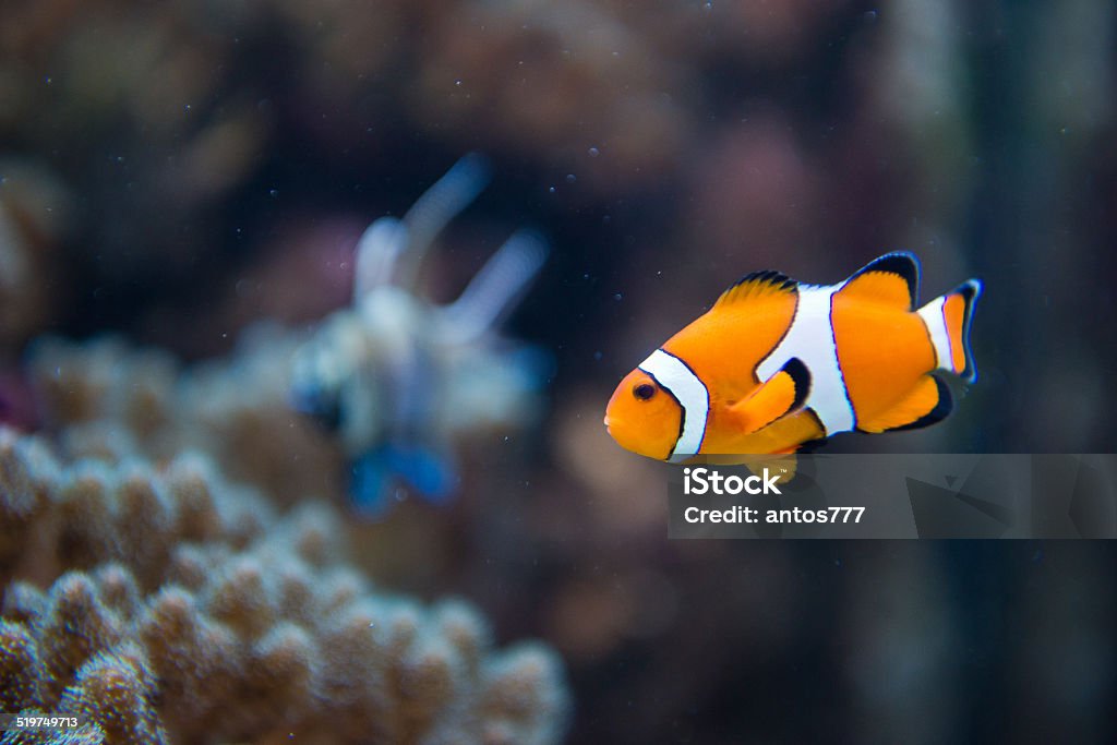 Amphiprion ocellaris -clownfish - Nemo saltwater aquarium fish - Amphiprion ocellaris - clownfish - Nemo Anemonefish Stock Photo