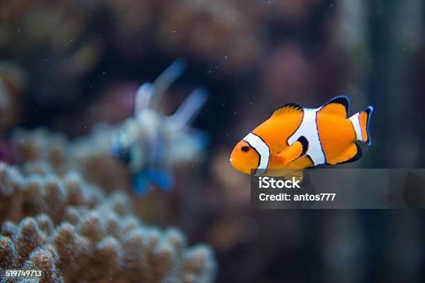 Amphiprion Ocellaris Clownfish Nemo Stock Photo - Download Image Now - Anemonefish, Animal, Animal Fin