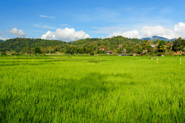 Green rice field and mountains on a horizon