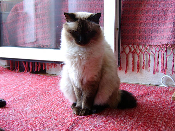 istock Funny male siamese cat sitting 519750177
