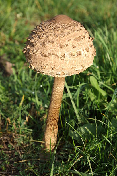 istock Young macrolepiota on field 519750215