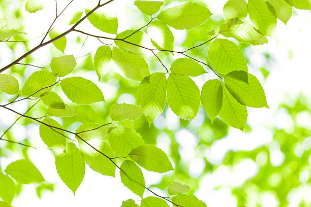 istock Fresh Green Leaves in the Forest 519750328
