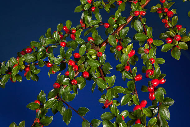 cotoneaster com frutas vermelhas - pyrinae - fotografias e filmes do acervo