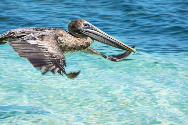 pelican flug - lighthouse reef stock-fotos und bilder