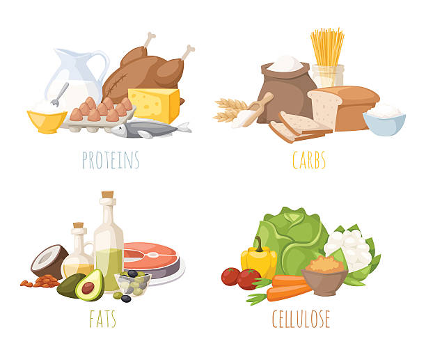 Healthy nutrition, proteins fats carbohydrates balanced diet, cooking, culinary and Healthy nutrition, proteins fats carbohydrates balanced diet, cooking, culinary and food concept vector. Healthy nutrition proteins fats carbohydrates vegetables fruits, meat and healthy nutrition. protein stock illustrations
