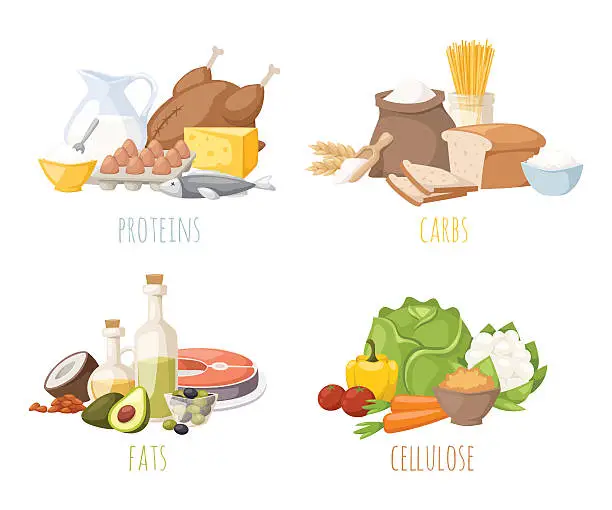Vector illustration of Healthy nutrition, proteins fats carbohydrates balanced diet, cooking, culinary and