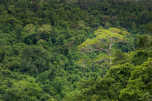 istock Tropical Rainforest,Ta-Phraya National Park Thailand (The World 519751204