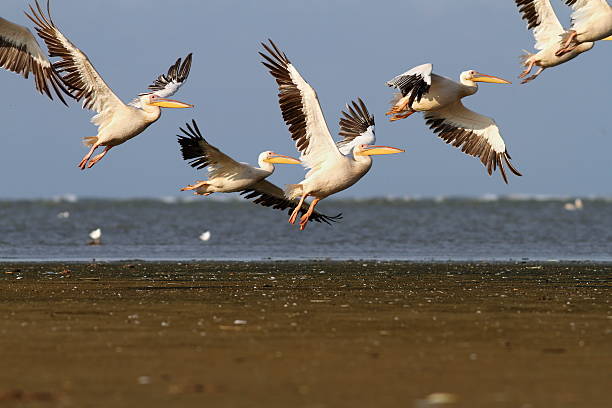 istock flock of great pelicans ( Pelecanus onocrotalus ) in flight over sea 519751499