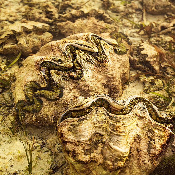 istock Giant Clams In Sea 519751716